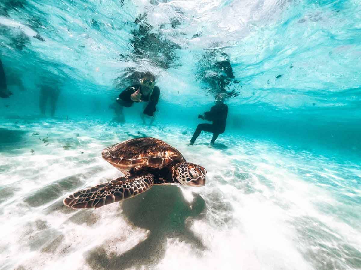 Underwater Image Of Turtles With People Snorkelling In Australia