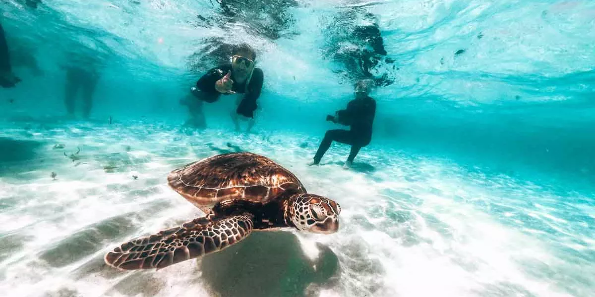 Underwater Image Of Turtles With People Snorkelling In Australia