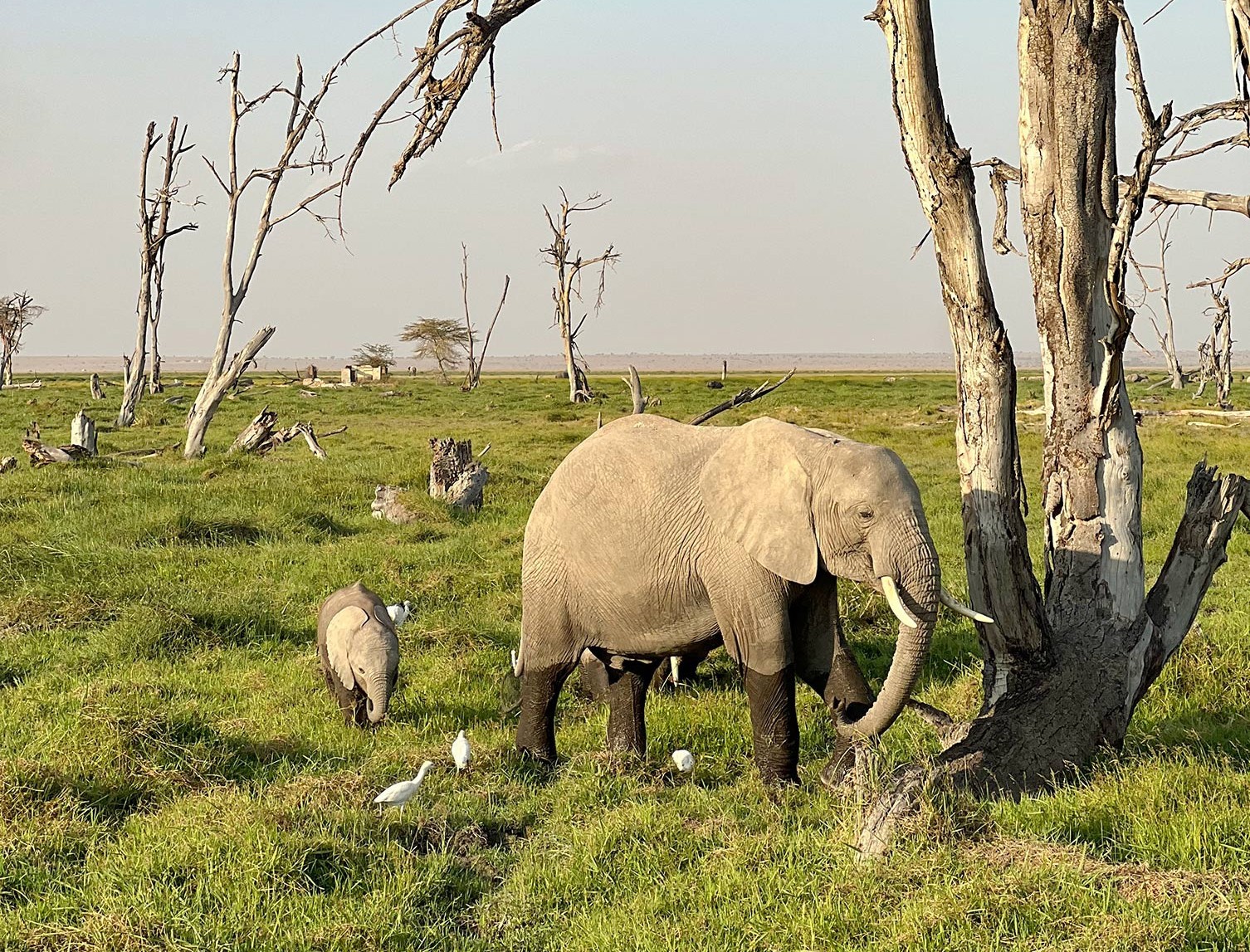 Kenya and Tanzania Safari 35 to 45