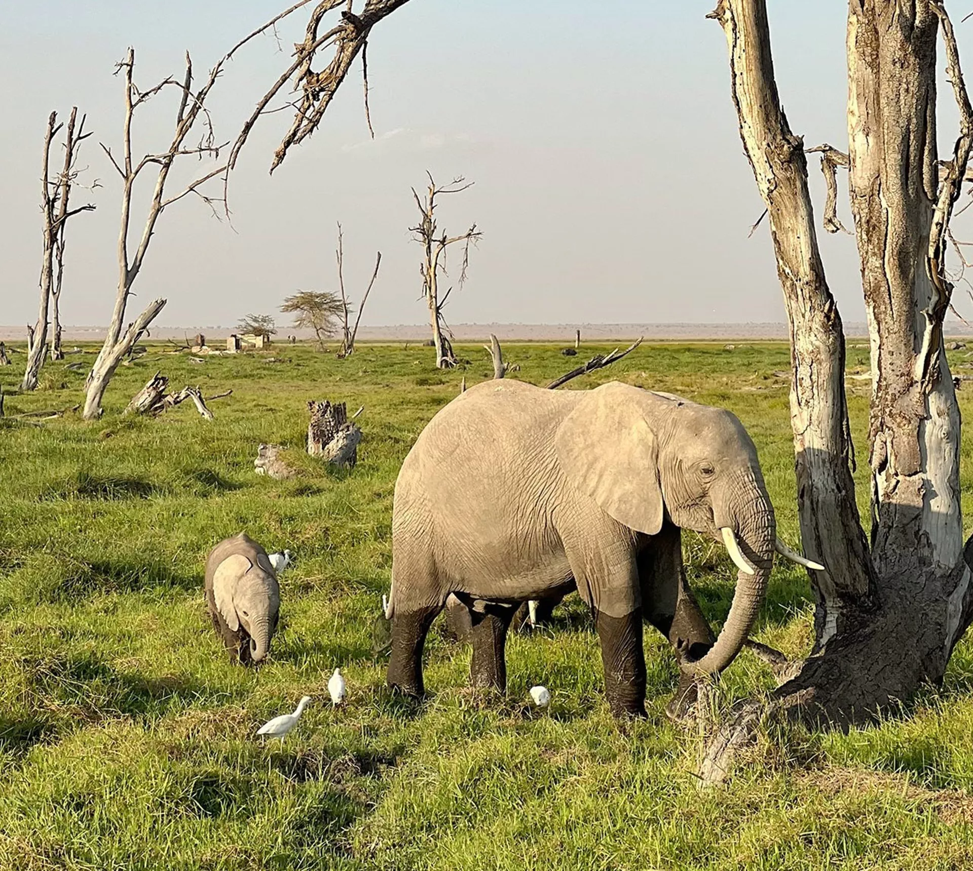 Kenya and Tanzania Safari 35 to 45