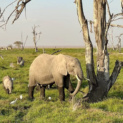 Kenya and Tanzania Safari 35 to 45