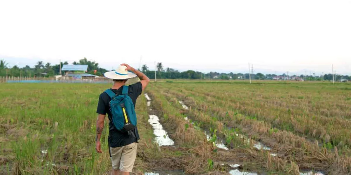 Man Walking On A Rice Field