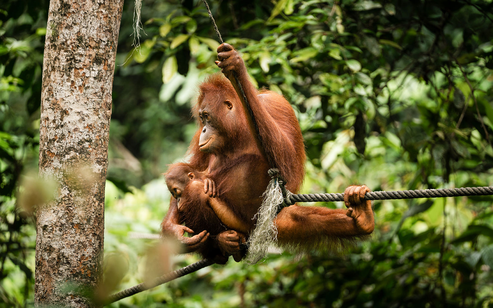 See even more orangutans at the Sepilok Orangutan Rehabilitation Centre! MAKE TRAVEL MATTER® Experience