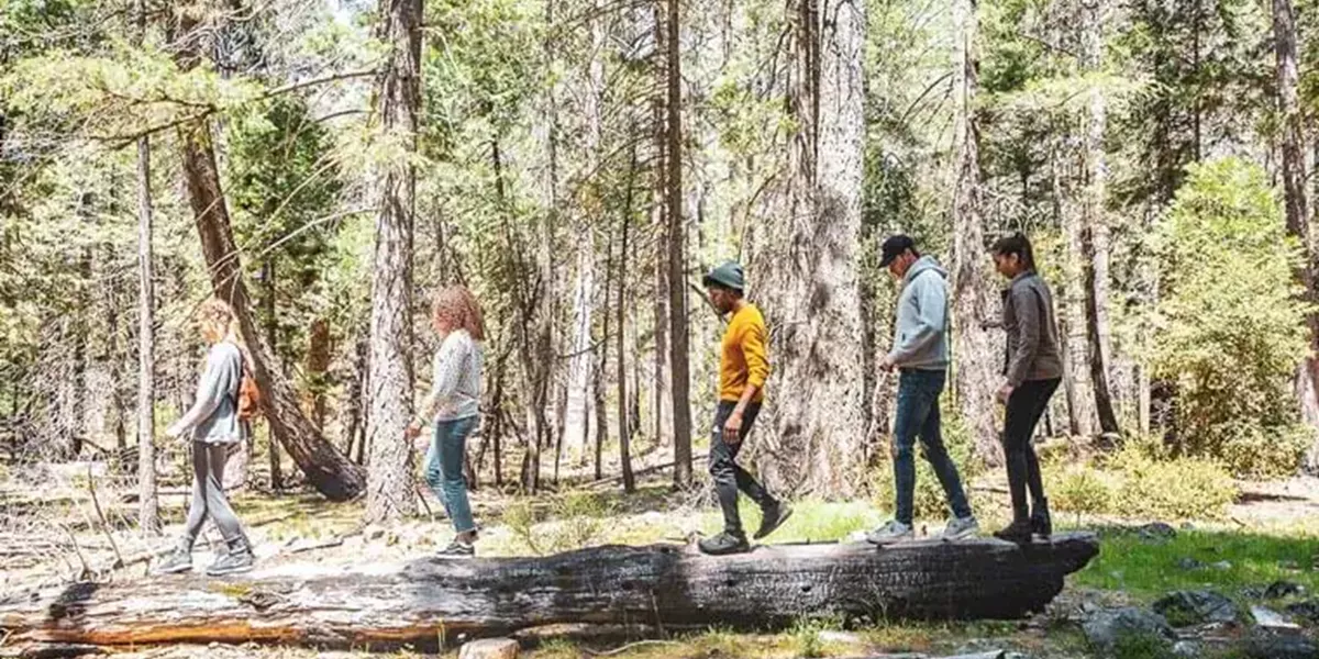 Contiki Destinations Usa Group Exploring Yosemite Forest Trees
