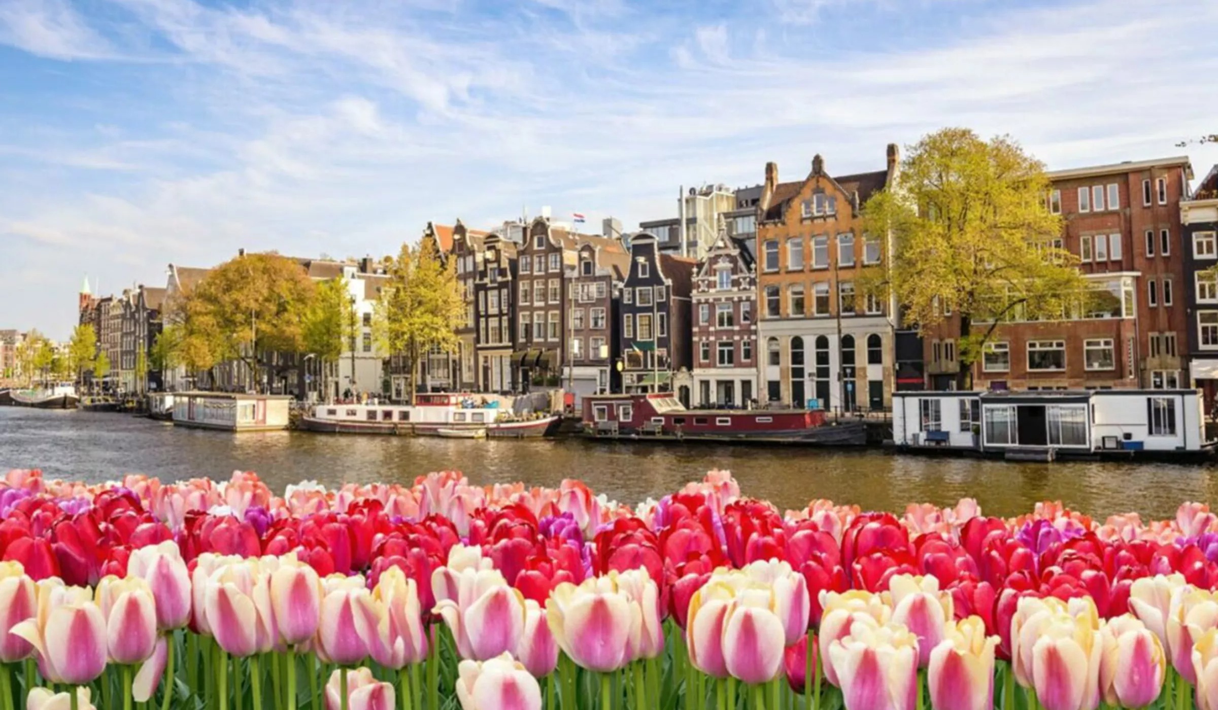 Beautiful Tulip flowers