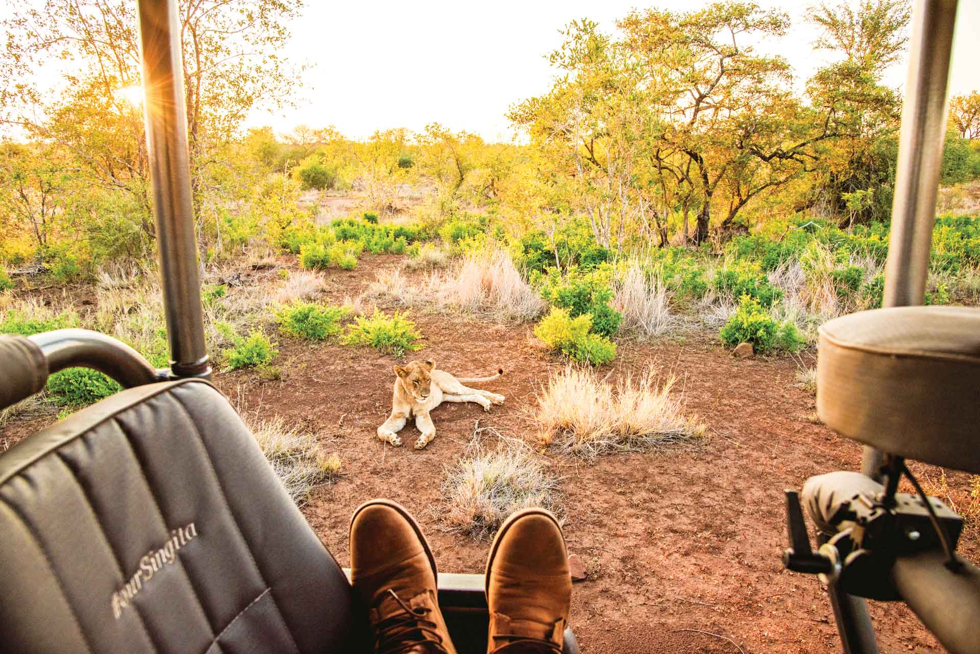 Shoes of person sitting in a car with a small lion in the background