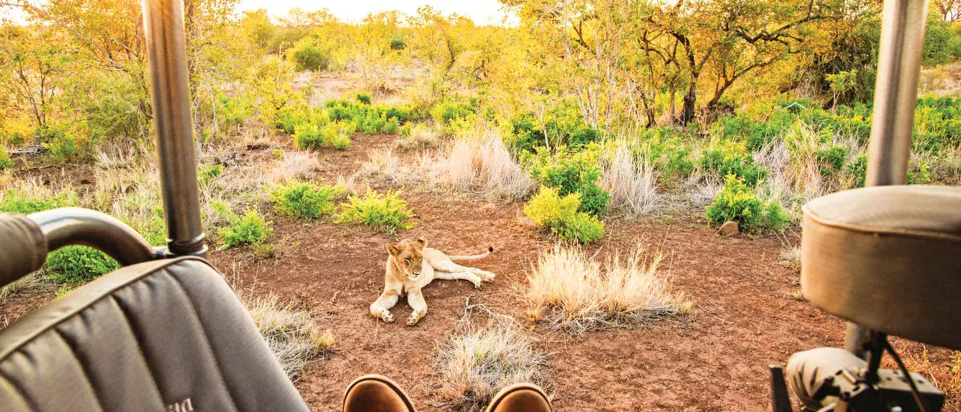 Shoes of person sitting in a car with a small lion in the background