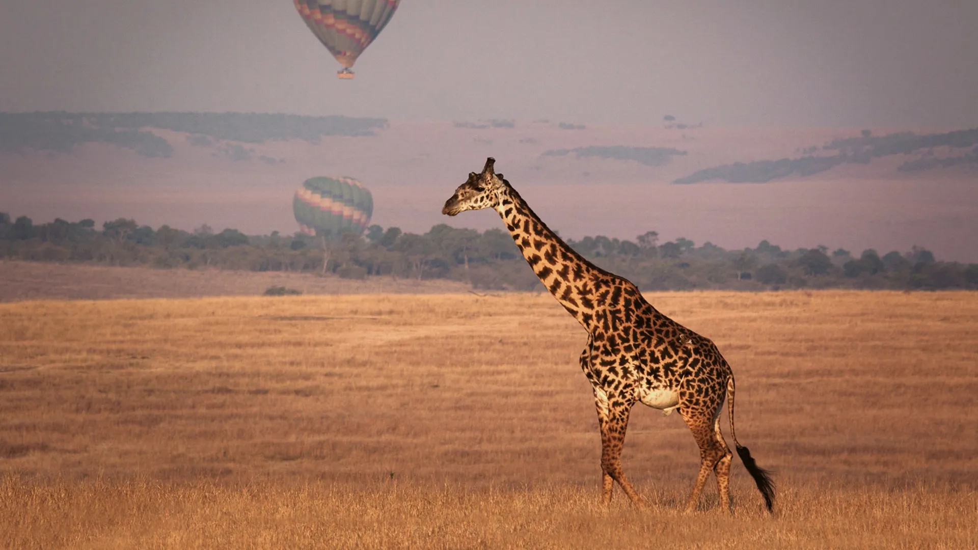 A giraffe walks across the golden savannah as hot air balloons float in the distance over Kenya.