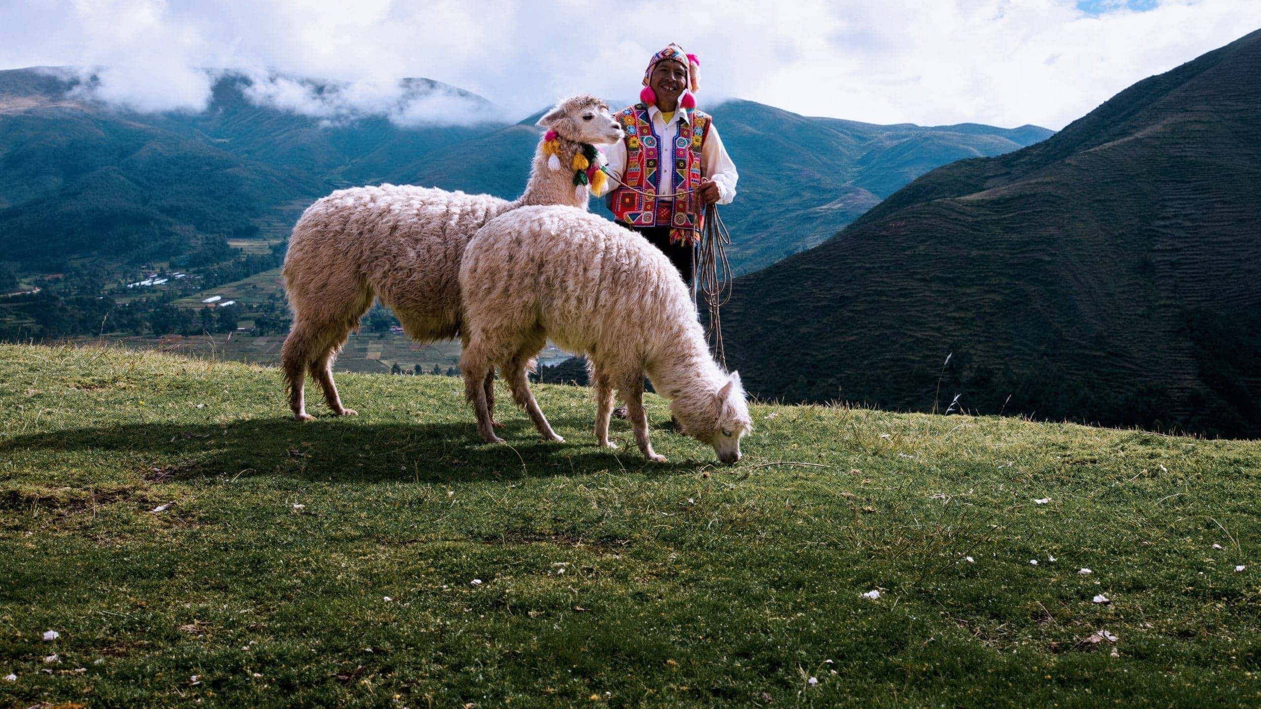A local Quechua herder with alpacas in Peru's Sacred Valley on Contiki's Lima to Cusco Tour