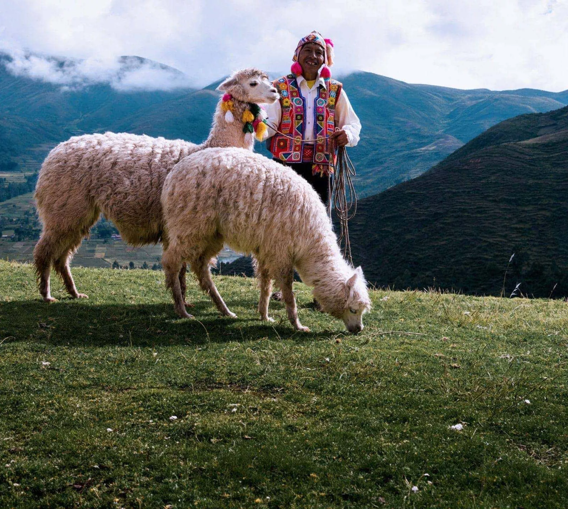 A local Quechua herder with alpacas in Peru's Sacred Valley on Contiki's Lima to Cusco Tour