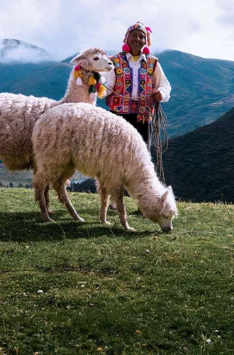 A local Quechua herder with alpacas in Peru's Sacred Valley on Contiki's Lima to Cusco Tour