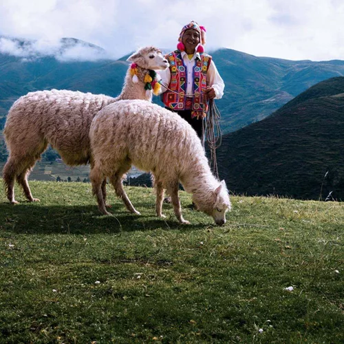 A local Quechua herder with alpacas in Peru's Sacred Valley on Contiki's Lima to Cusco Tour