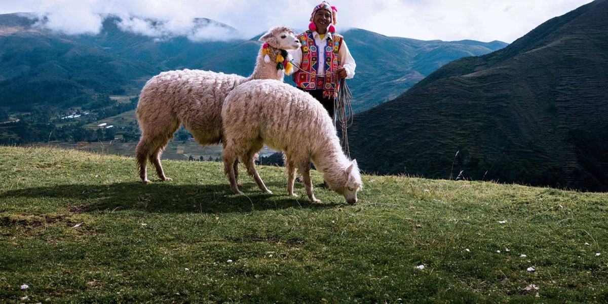 A local Quechua herder with alpacas in Peru's Sacred Valley on Contiki's Lima to Cusco Tour
