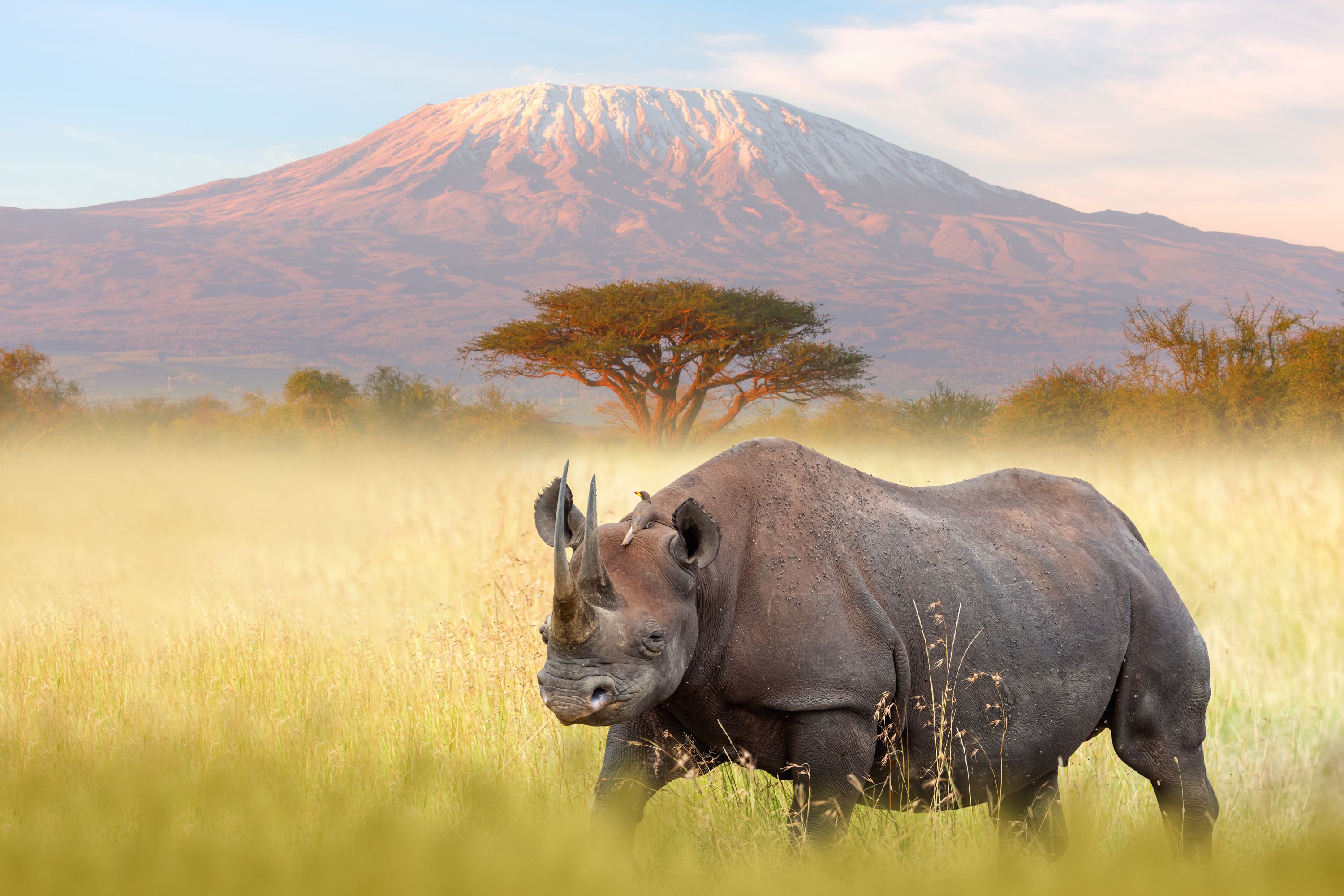 A rhinoceros in the foreground with Mount Kilimanjaro in the background in the Maasai Mara National Reserve, Kenya