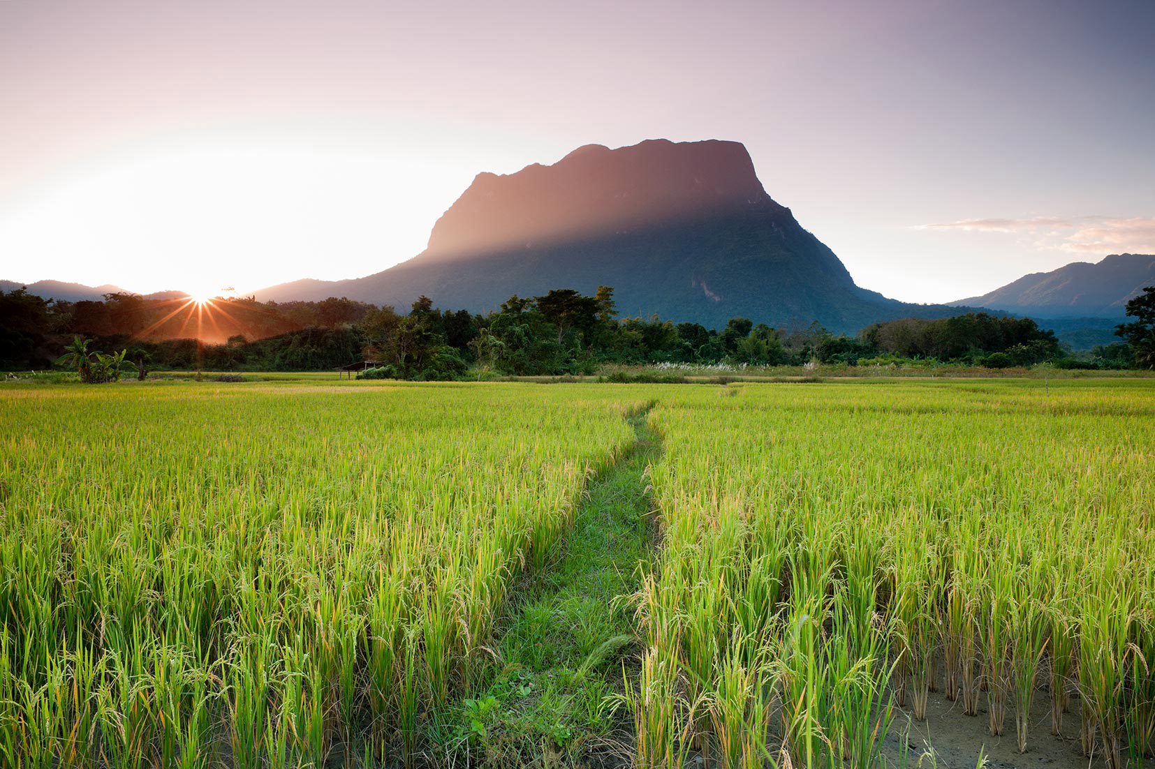 Rice Fields with Doi Luang Mountain in the Background, Chiang Dao, Thailand
