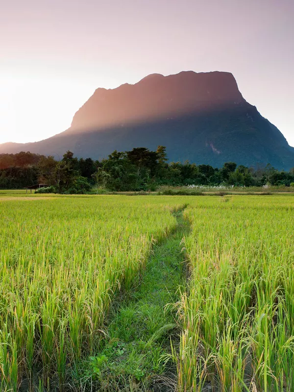 Rice Fields with Doi Luang Mountain in the Background, Chiang Dao, Thailand