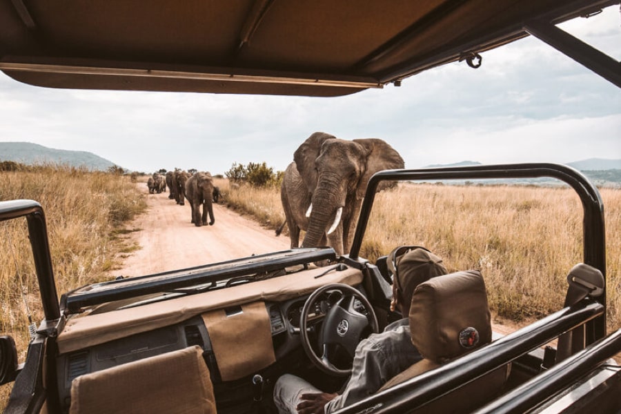 Contiki Safari guide