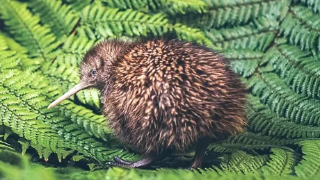 Kiwi bird conservation & hatching project at Rainbow Springs Kiwi Encounter, Rotorua