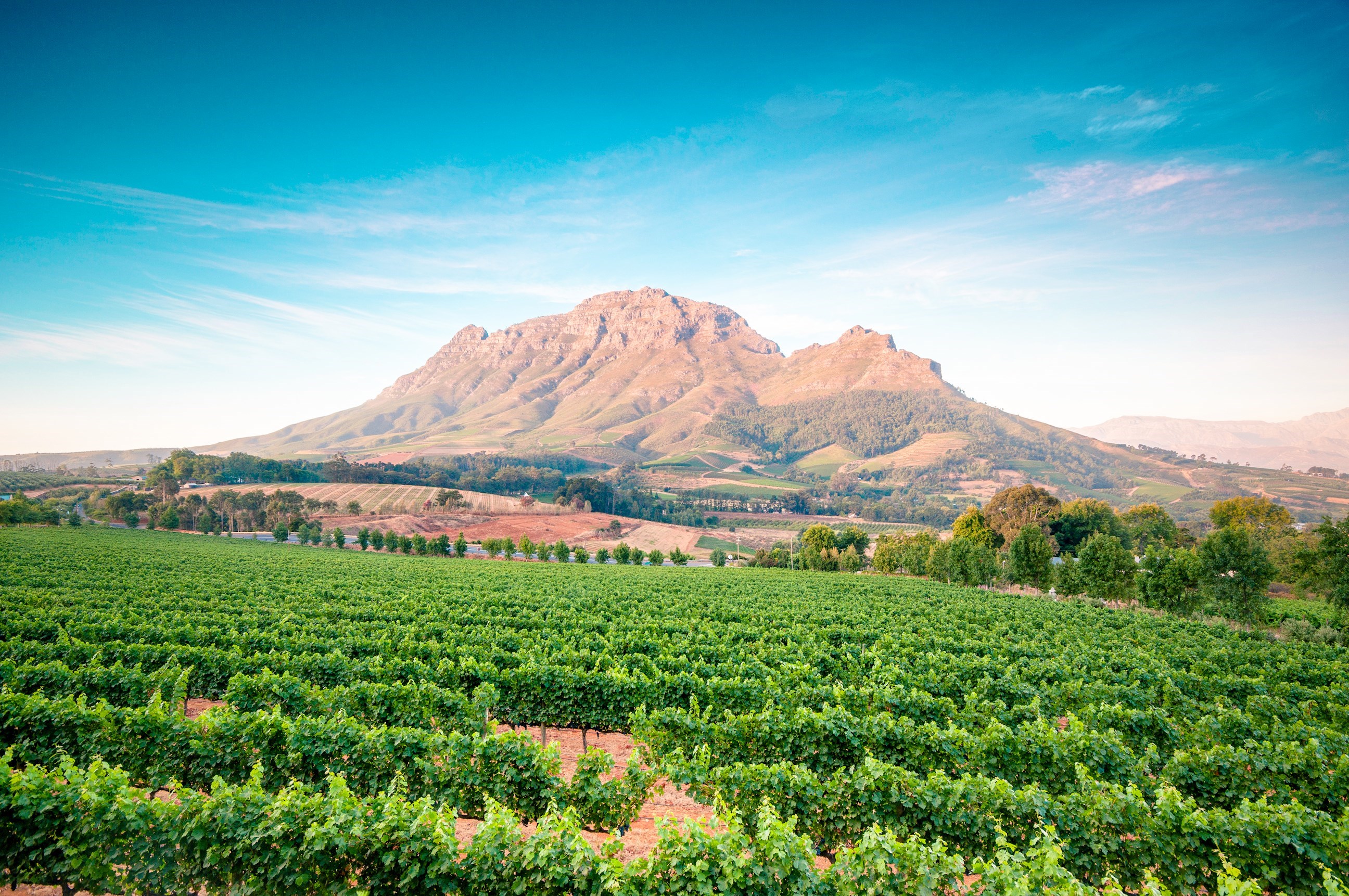 Winery in Stellenbosch, South Africa