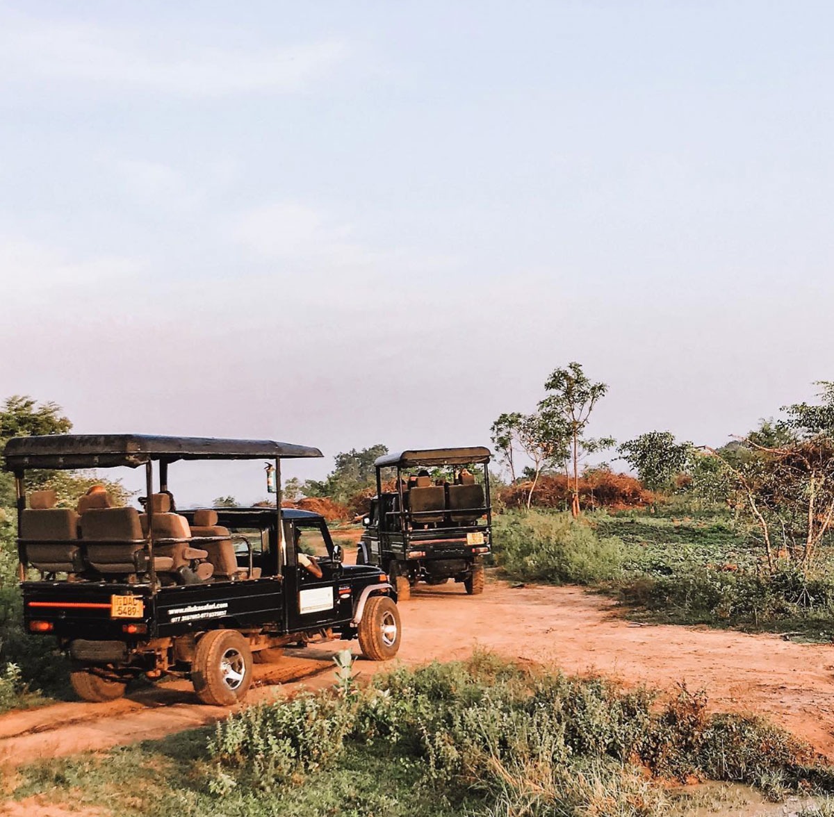 Two safari jeeps driving on a nature road with small trees around in Sri Lanka.