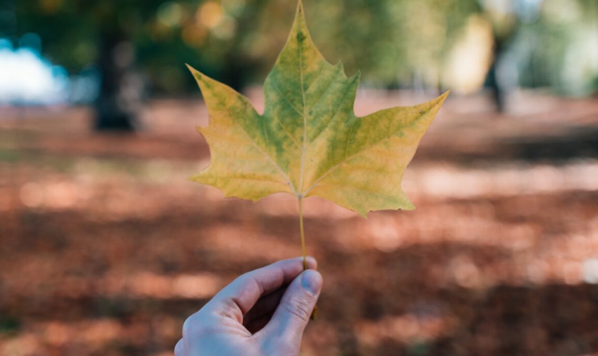Hand Holding Leaf Autumn