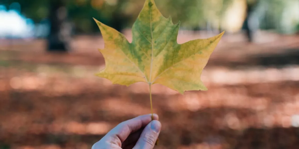 Hand Holding Leaf Autumn
