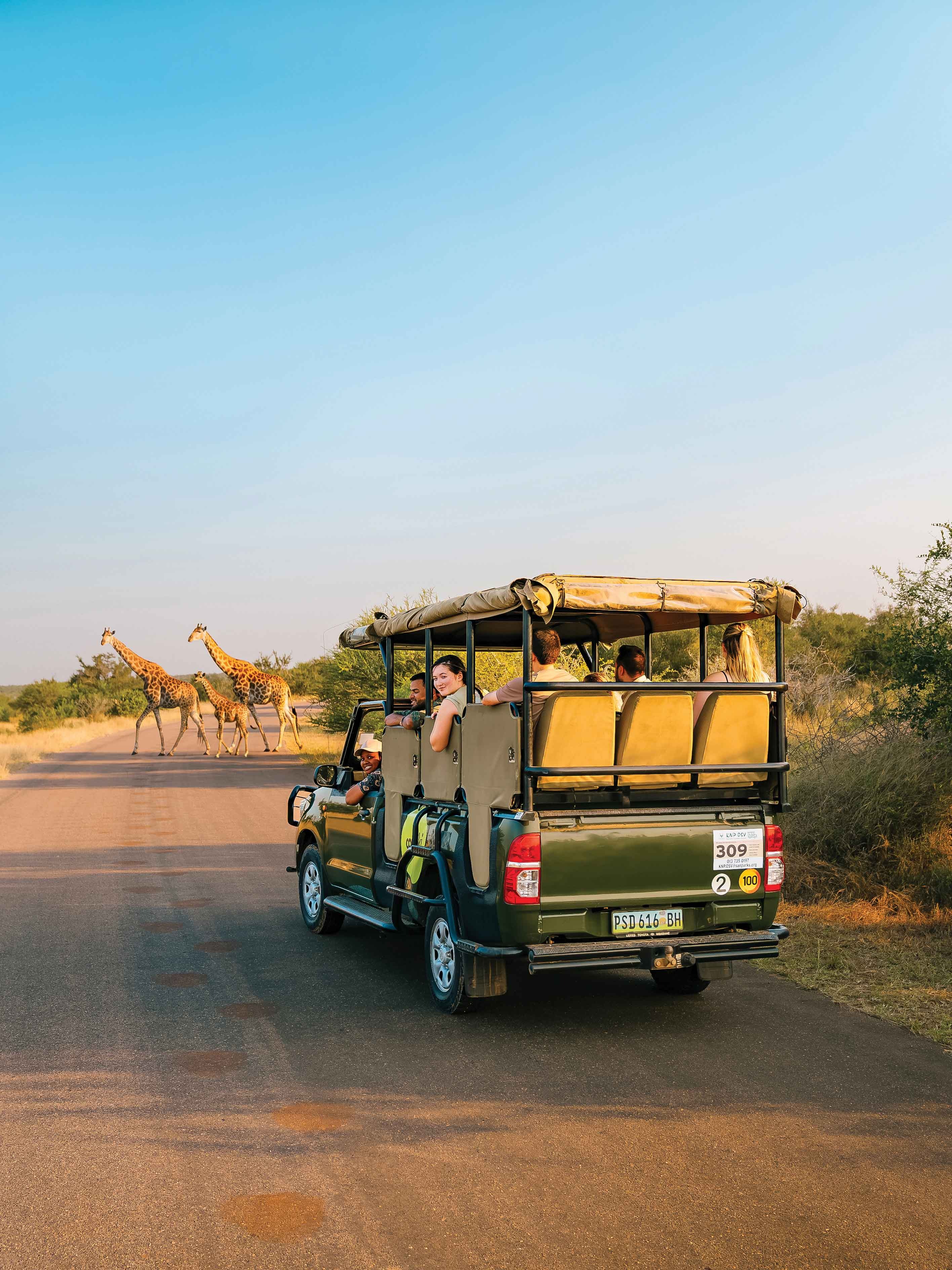 Contiki safari vechile in front of giraffes in Africa