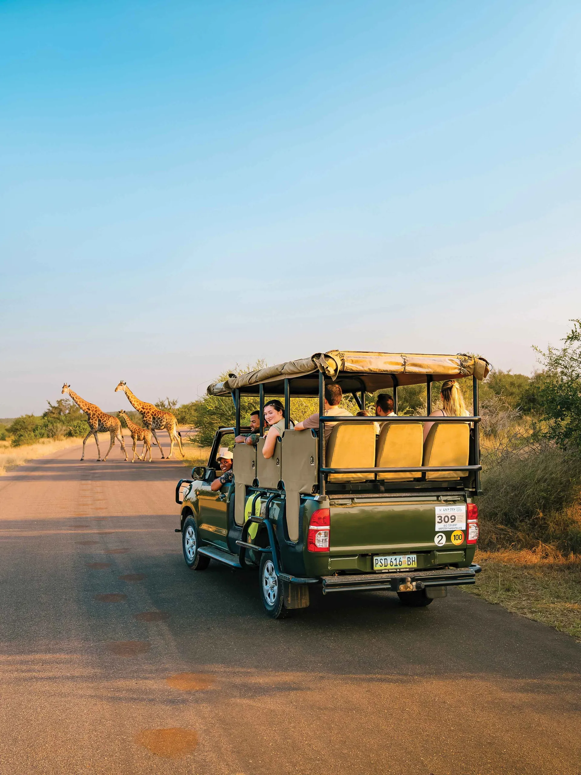 Contiki safari vechile in front of giraffes in Africa