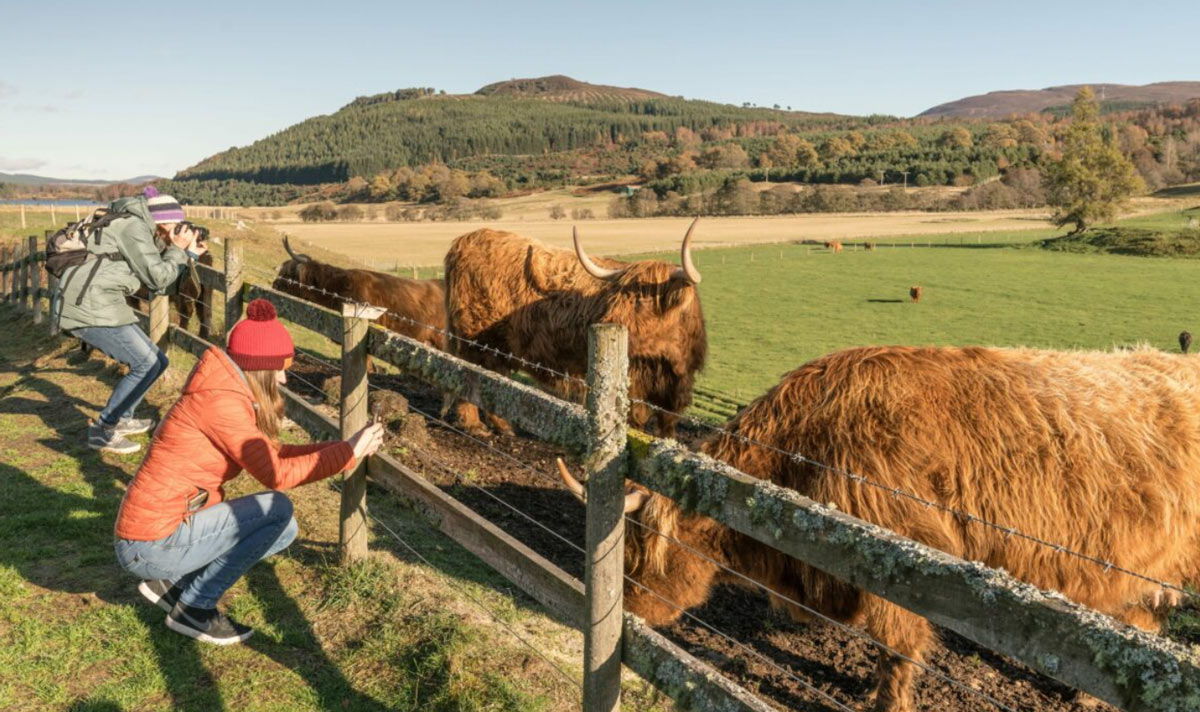Hairy Coo Safari People Taking Photographs Sunny Day