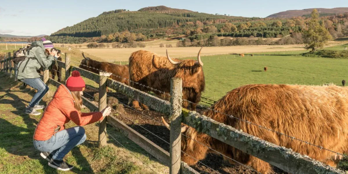 Hairy Coo Safari People Taking Photographs Sunny Day