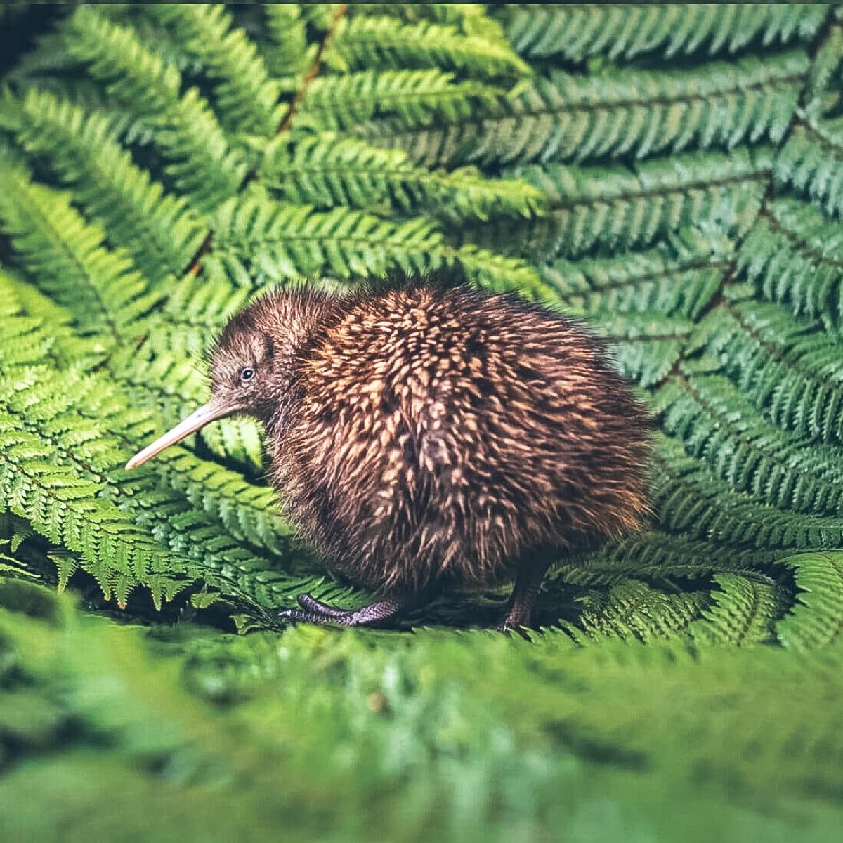 Kiwi bird conservation & hatching project at Rainbow Springs Kiwi Encounter, Rotorua