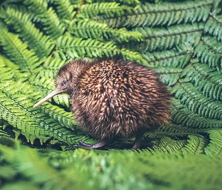 Kiwi bird conservation & hatching project at Rainbow Springs Kiwi Encounter, Rotorua