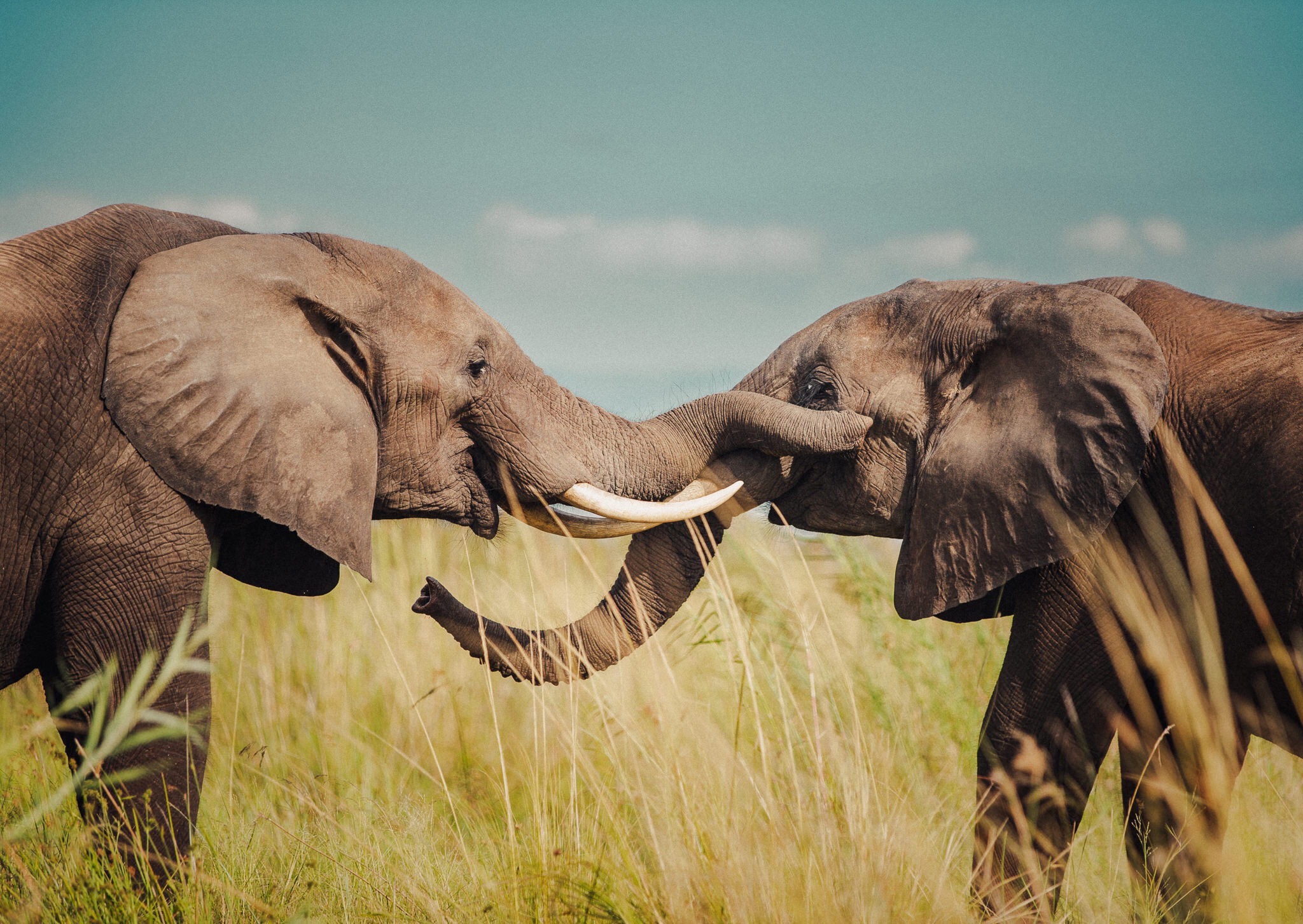 tanzania-trips-travel-guide.jpg