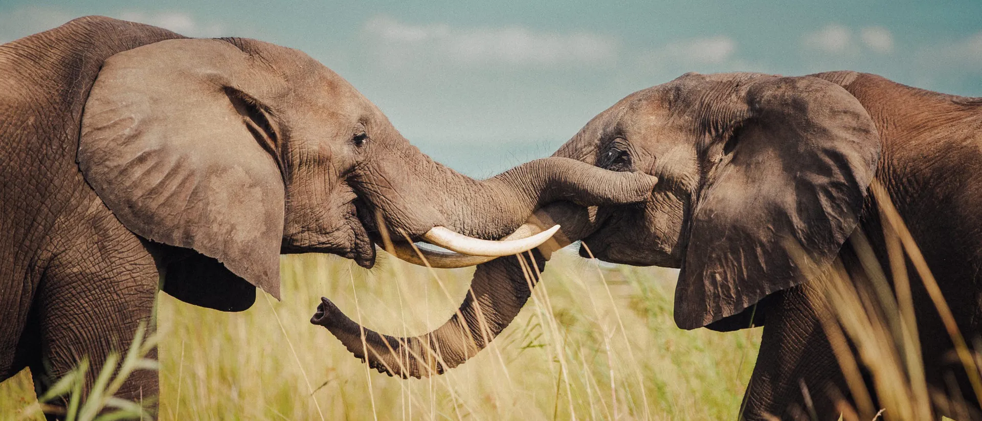 tanzania-trips-travel-guide.jpg