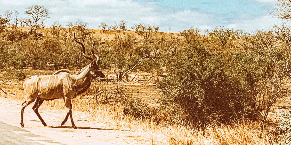 Large Calliethorpe Kudu Etosha National Park Namibia