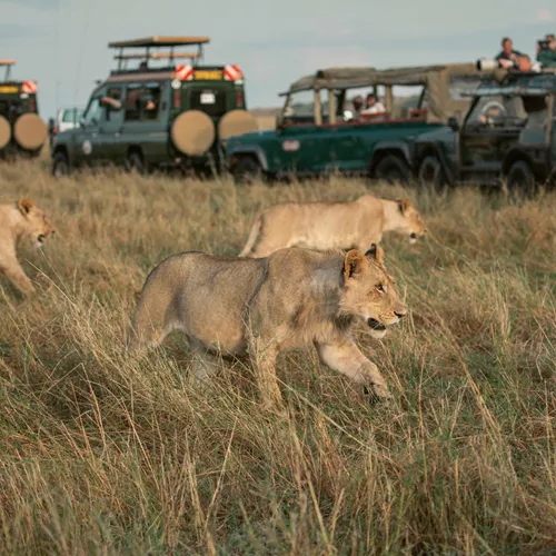 Kenya: Maasai Mara and Safari 35 to 45 Trip