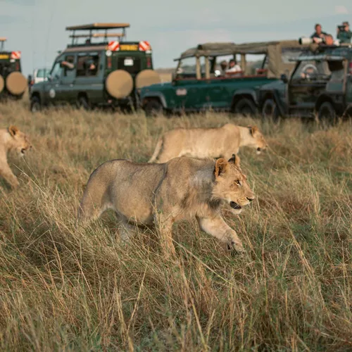 Kenya: Maasai Mara and Safari 35 to 45 Trip