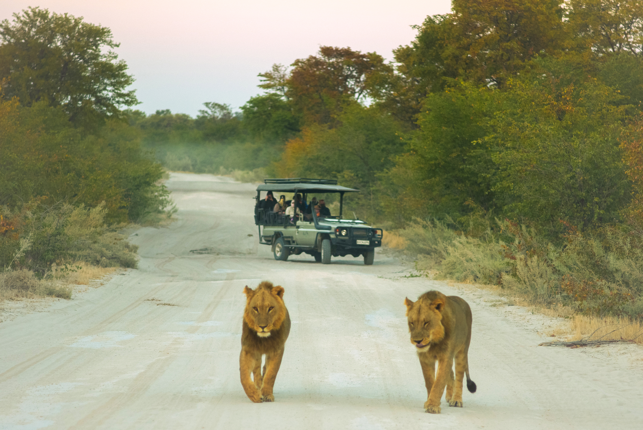 Take a morning Game Drive in the Okavango Delta
