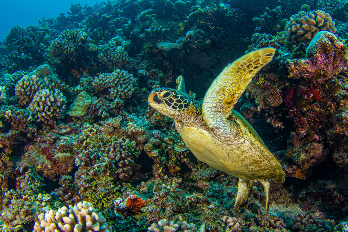 Sea Turtle Swimming Under The Light Blue Sea