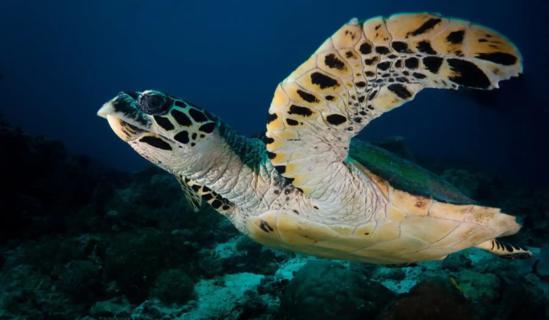 Sea Turtle