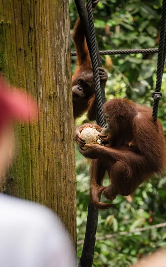 Two travellers looking at two orangutans eating in Borneo, Indonesia