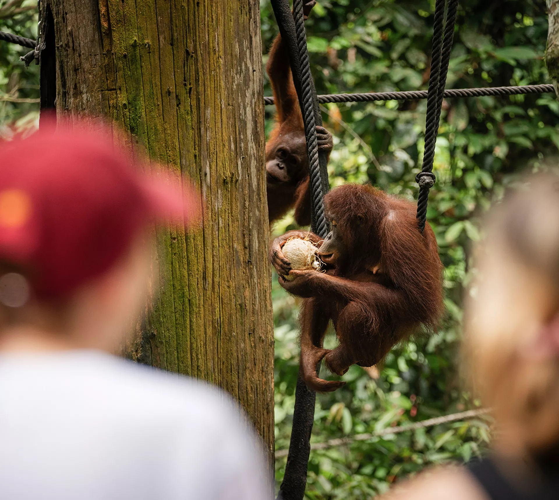 Two travellers looking at two orangutans eating in Borneo, Indonesia