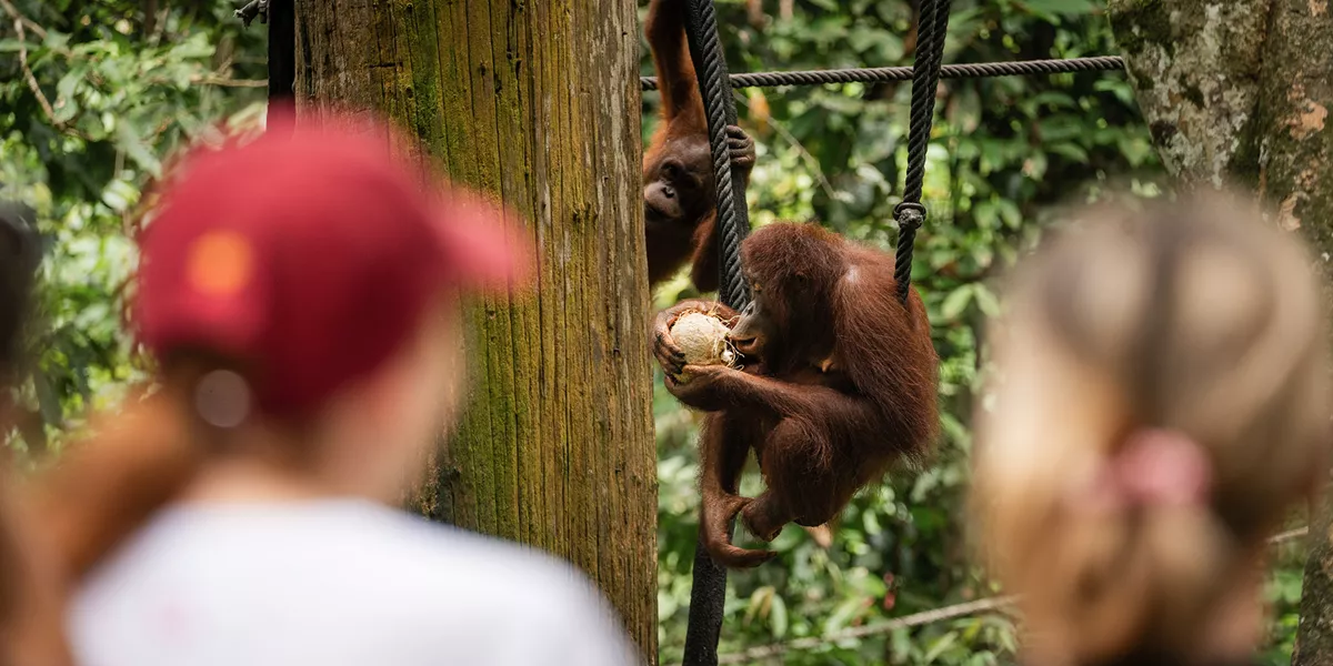Two travellers looking at two orangutans eating in Borneo, Indonesia