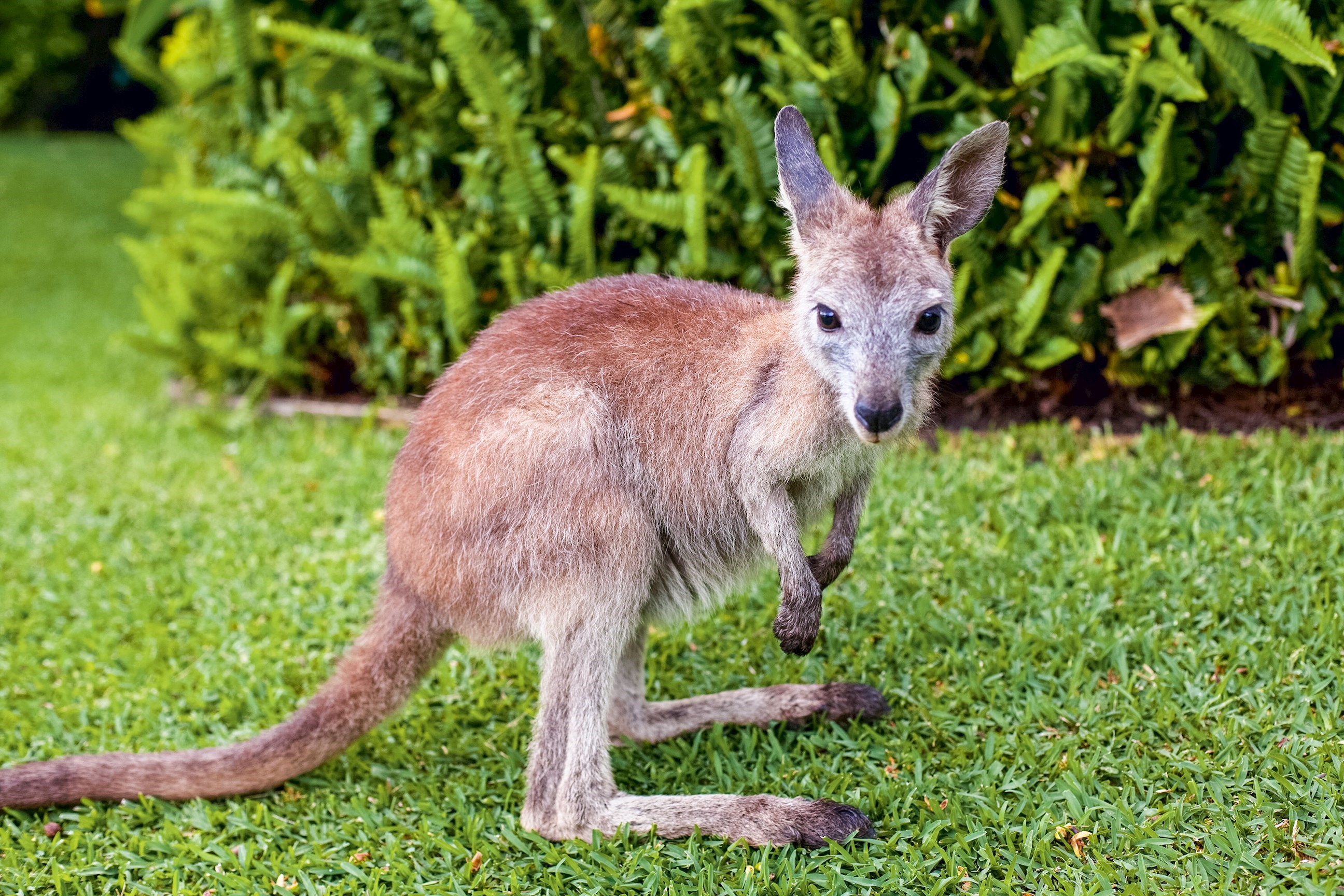 Spot Kangaroos from your Cabin
