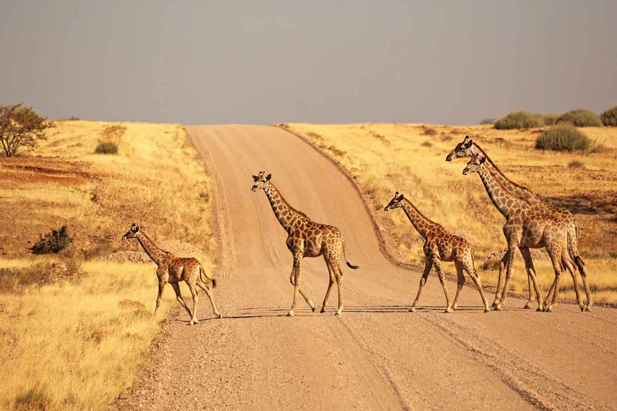 Large Group Of Giraffes Walking On The Gravel Road In Namibia