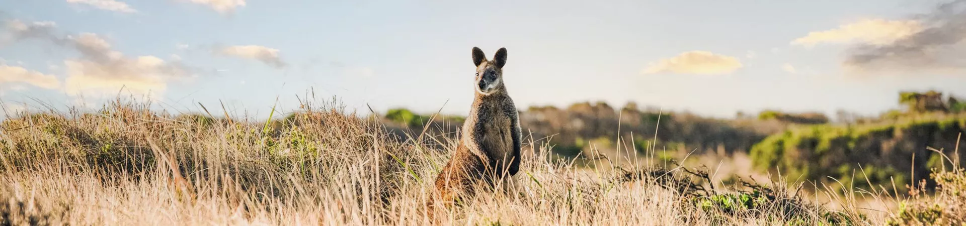 Kangaroo in Australia