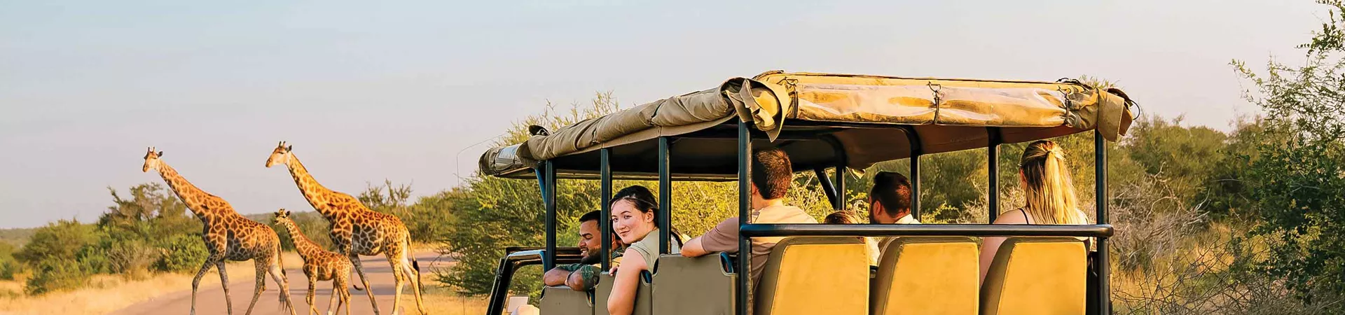 Contiki Safari Vehicle In Front Of Giraffes In Africa