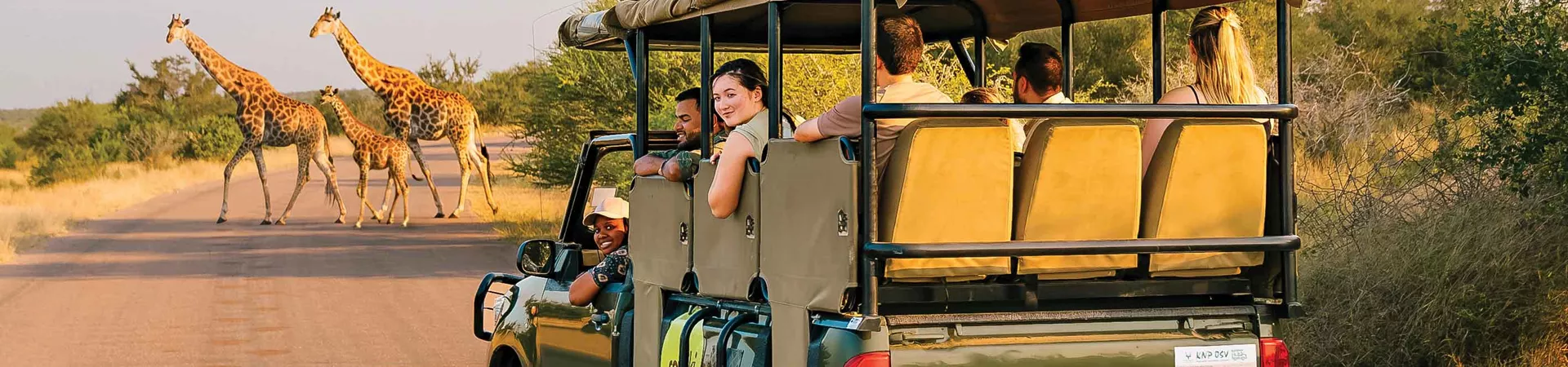 Contiki Safari Vehicle In Front Of Giraffes In Africa