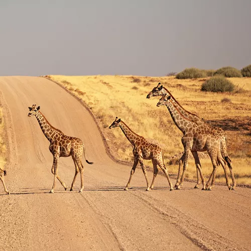 Nomadic Namibia Reunion