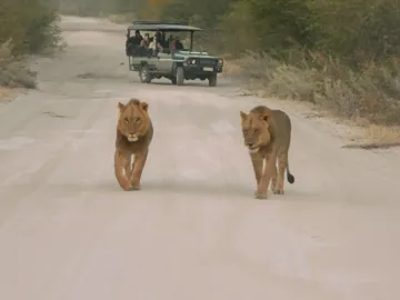 Two lions walking along a safari track as a group watch from an open safari vehicle - Contiki Southern Africa Safari Tour